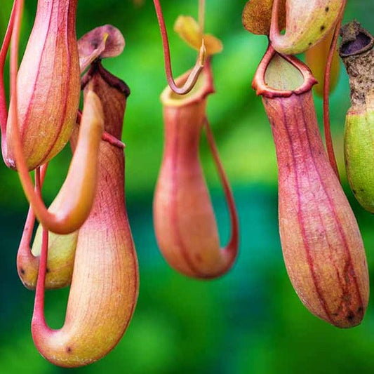 The Pitcher Plant: A Little Wild, A Lot Wonderful