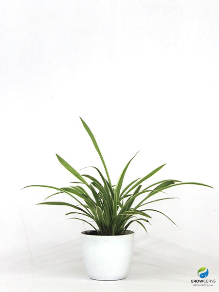 THE ART OF HOUSE PLANT DESIGN