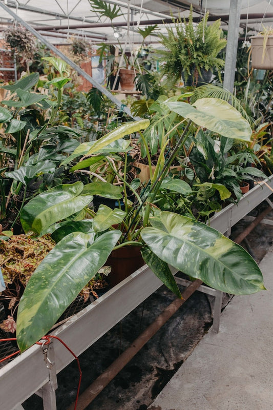 Fantastic plants and where to find them