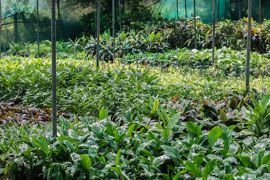 Why Everyone's Wild About Growcerys.com: Your One-Stop Shop for Extraordinary Plants!