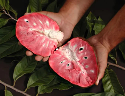 Red Araticum Exotic Fruit Plants (Annona Cacans)
