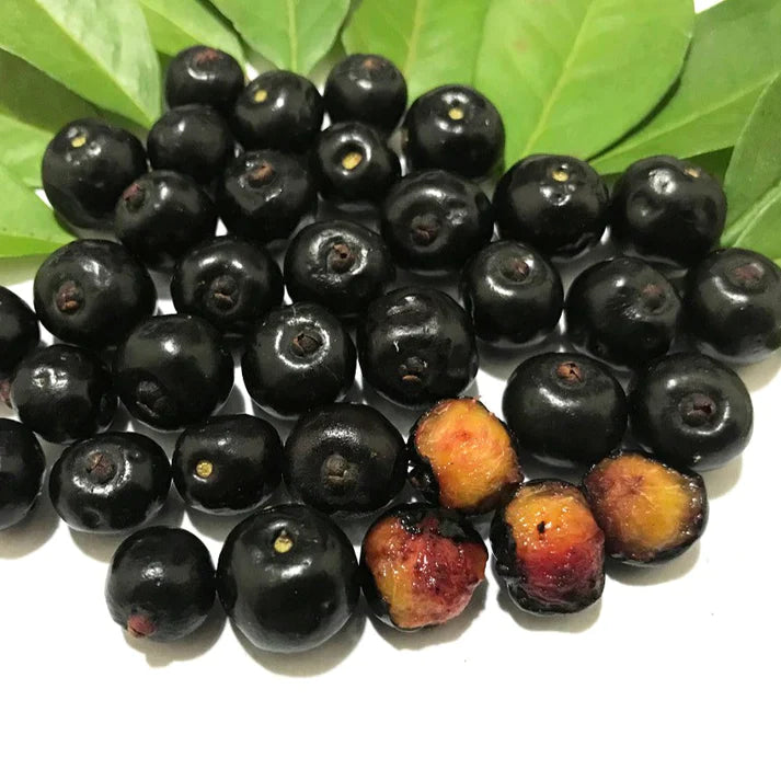 Guamirim Exotic Fruit Plant (Eugenia florida)