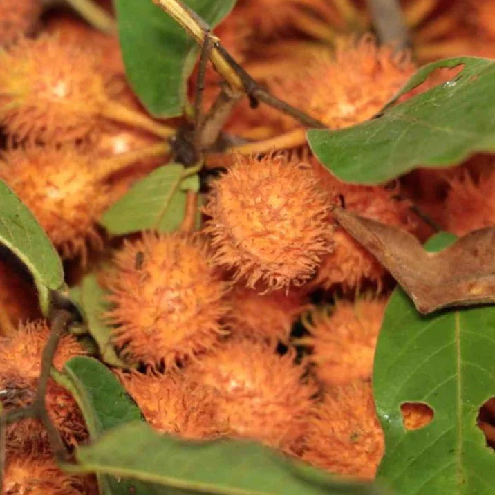 Hairy Brown Uvaria Exotic Fruit Plant (Uvaria Hirsuta Jack )