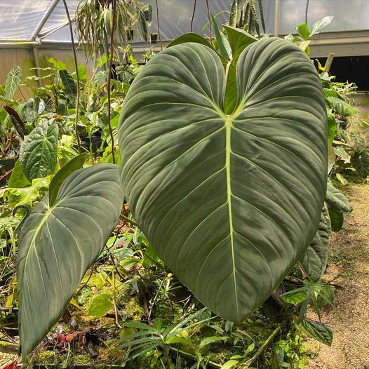 Philodendron retailer Glorious