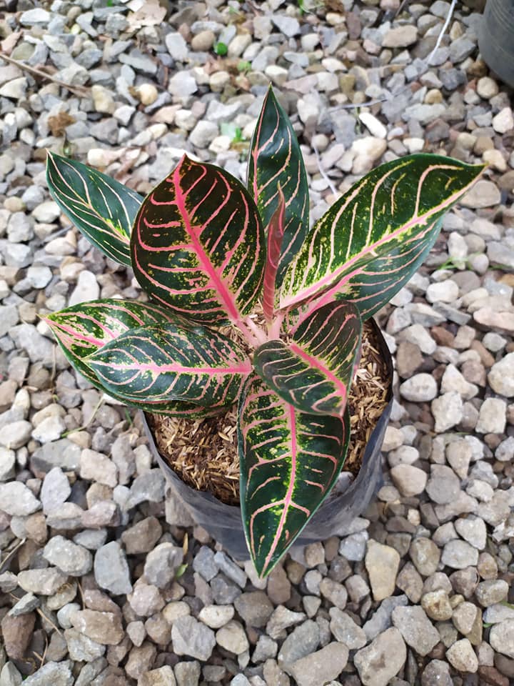 Aglaonema Red Sumatra