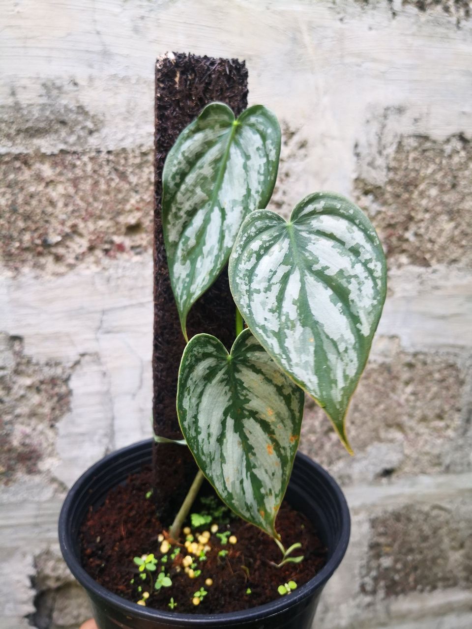 Philodendron Brandtianum