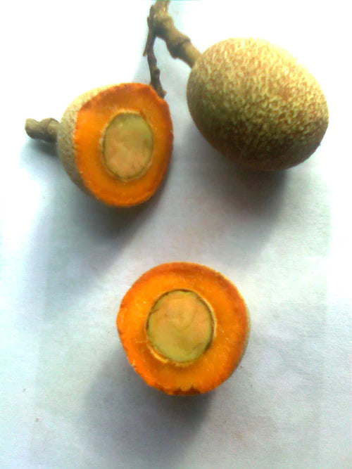 Madhubilata Exotic Fruit Plants (Stixis Suaveolens)