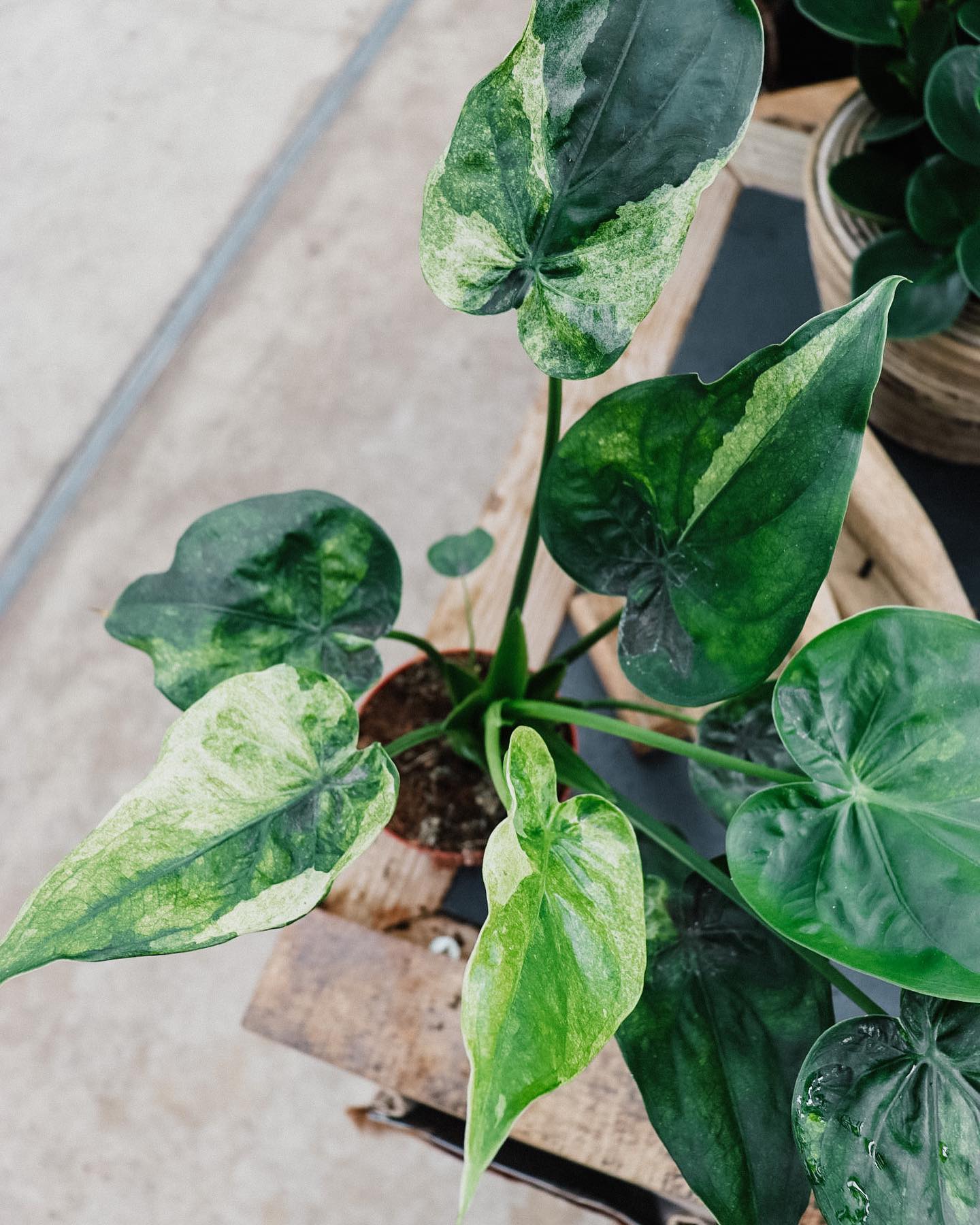 Alocasia Cucullata Mint Variegated