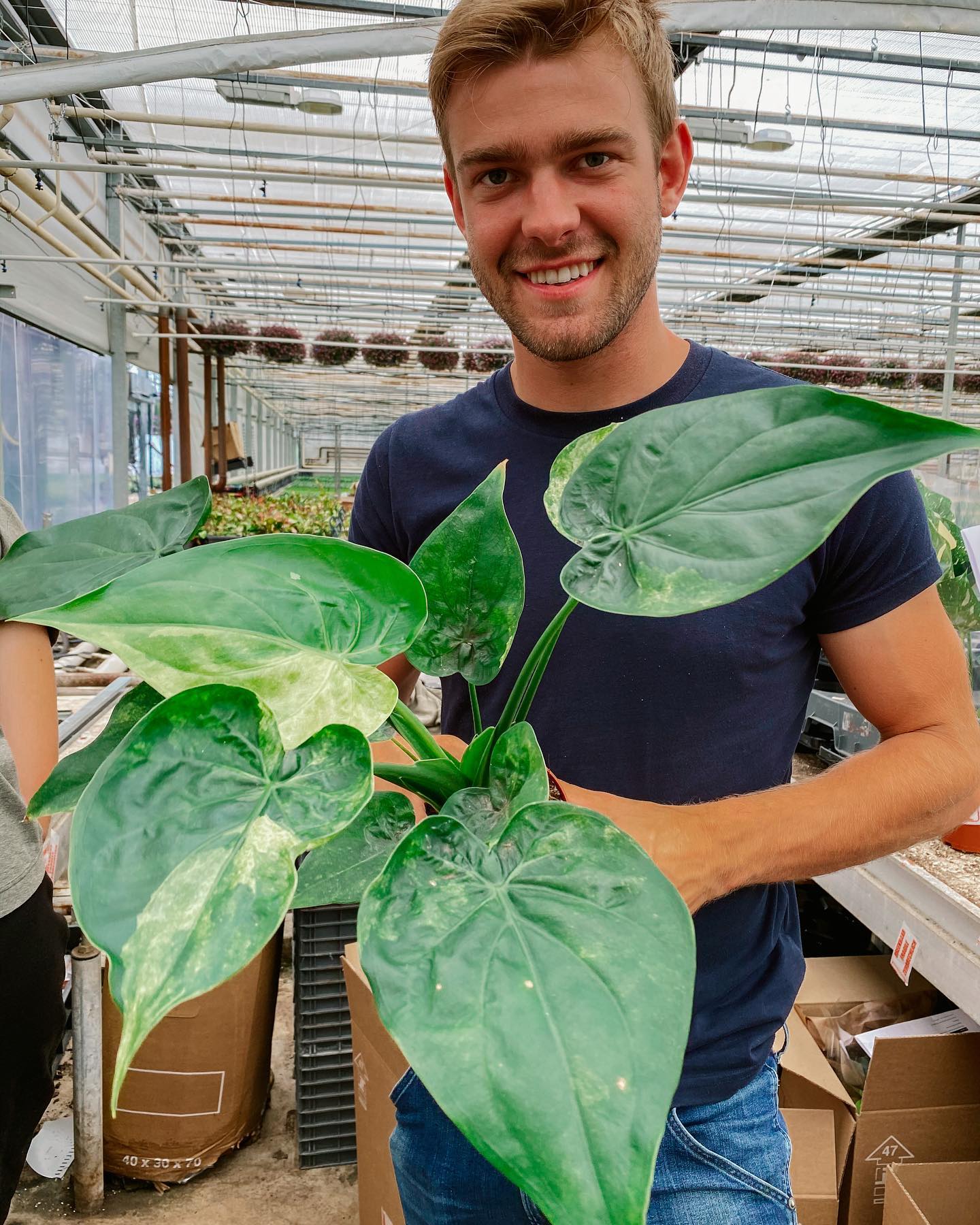 Alocasia Cucullata Mint Variegated