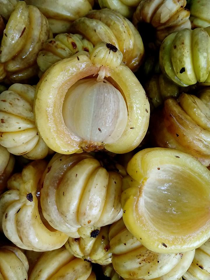 Malabar Tamarind Exotic Fruit Plants (Garcinia Gummi Gutta) Kudampuli