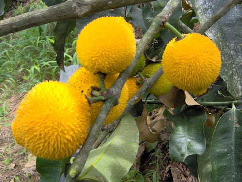 Madrono Exotic Fruit Plants (Garcinia Madruno)