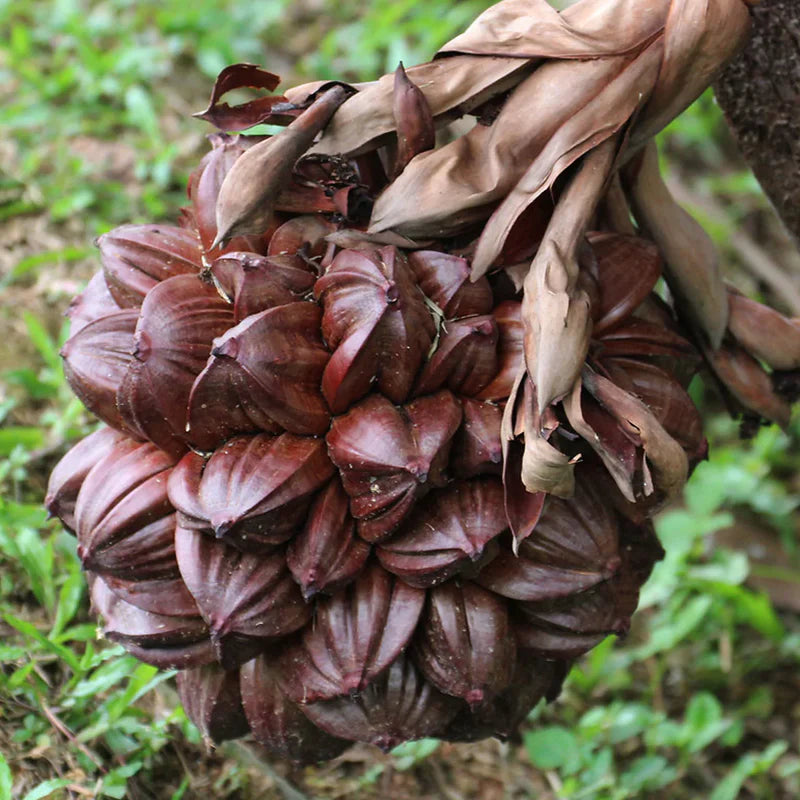 Nipa Palm Exotic Fruit Plants (Nypa fruticans)