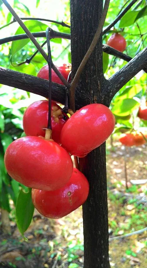 Lanceleaf Garcinia Exotic Fruit Plants (Garcinia gracilis)