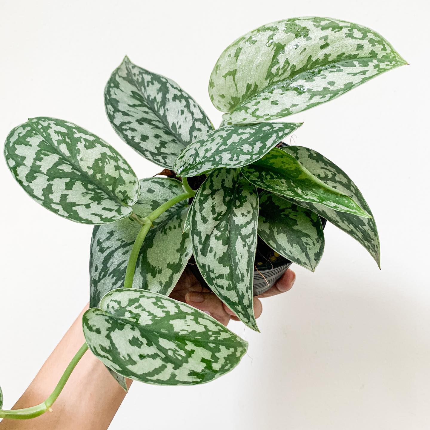COMBO - Scindapsus Silver Lady & Argyraeus