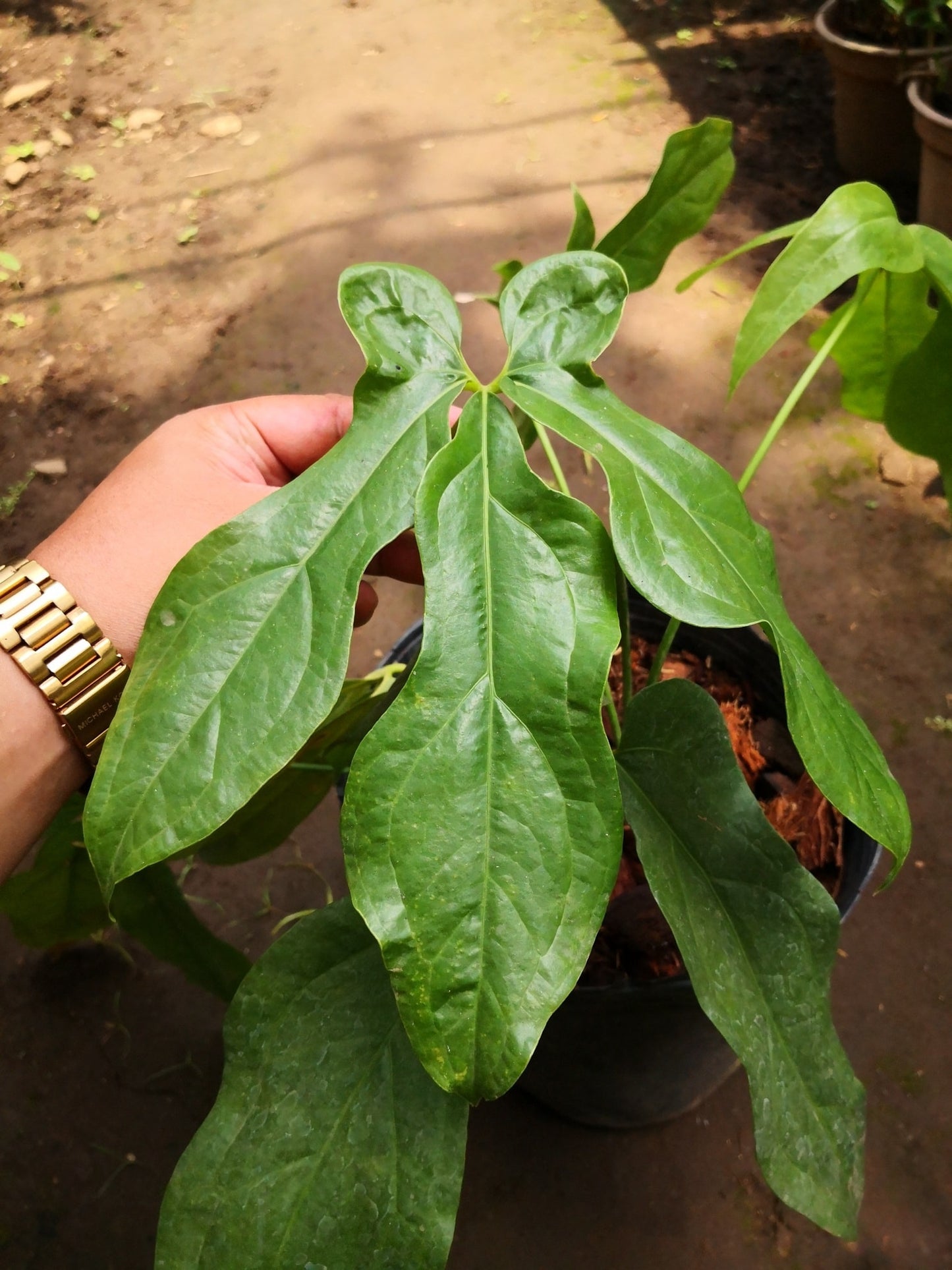 Anthurium Clavigerum