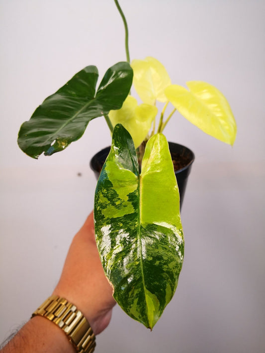 Philodendron Burle Marx Variegated 'Bushy'