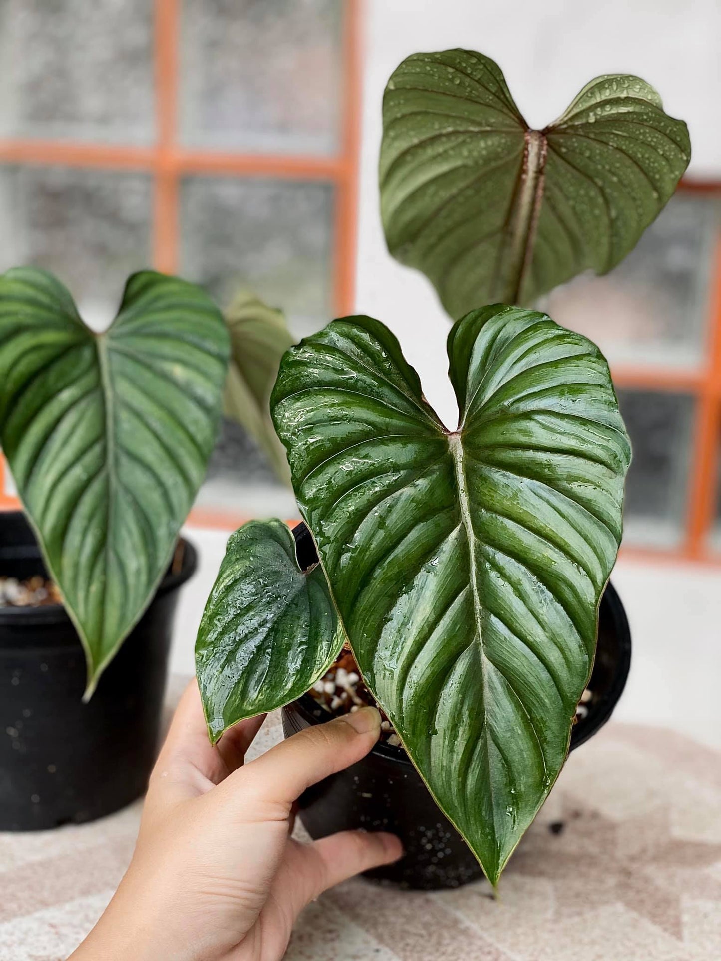 Philodendron Plowmani Blackface 'Medium'