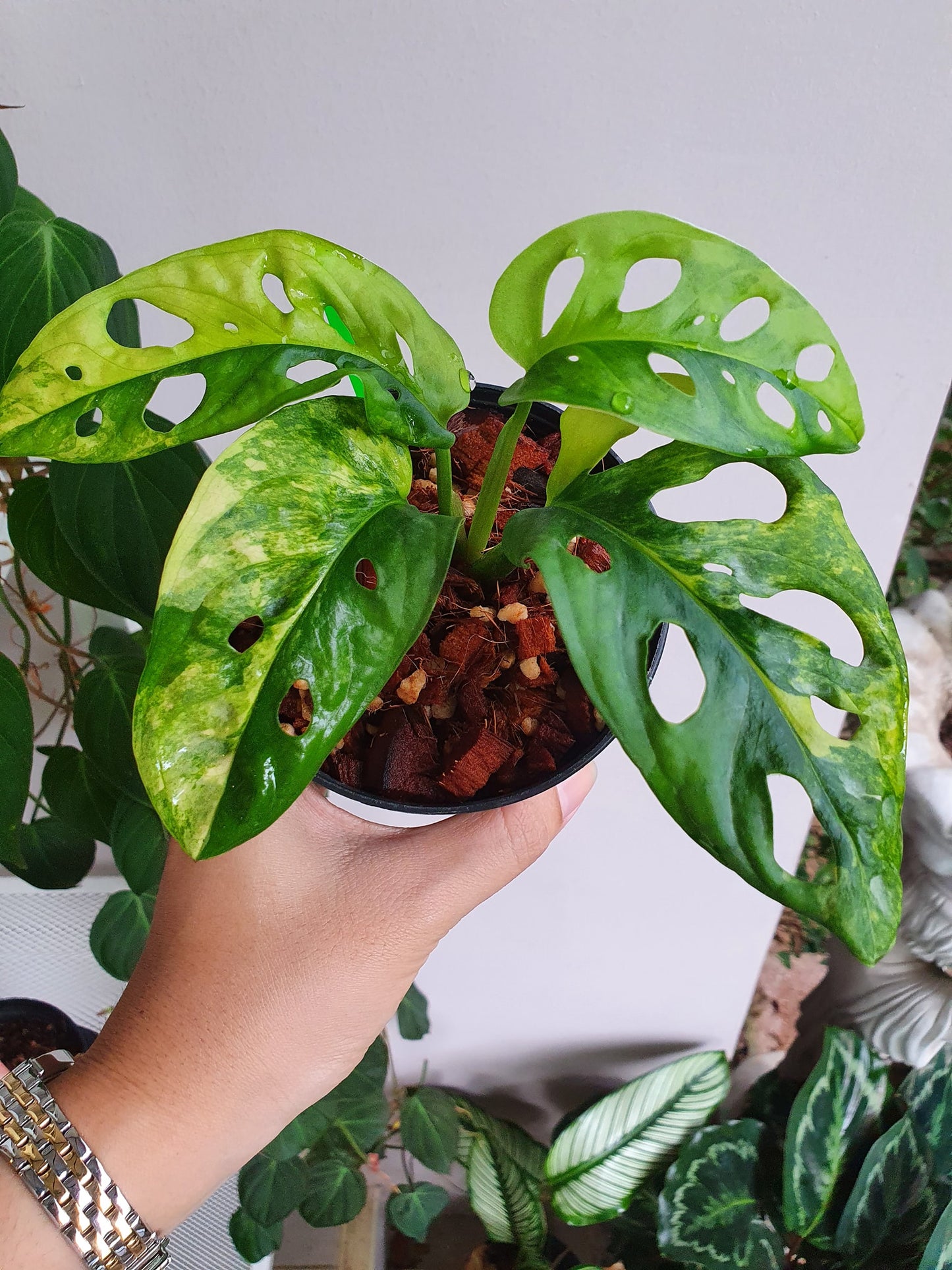 Monstera Adansonii Aurea Variegated