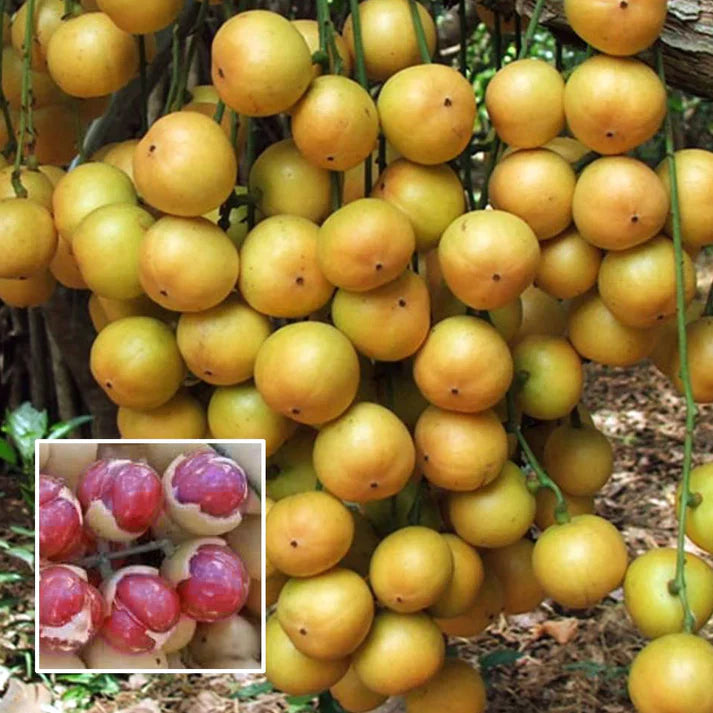 Kafai Mooti (Baccaurea Courtallensis) Exotic Fruit Plant