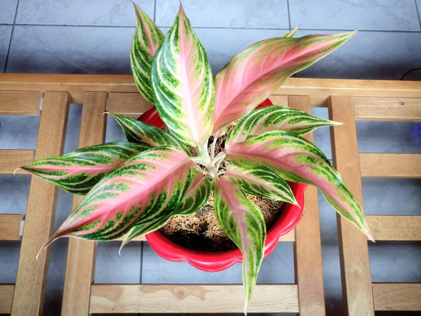 Aglaonema Pink Panama