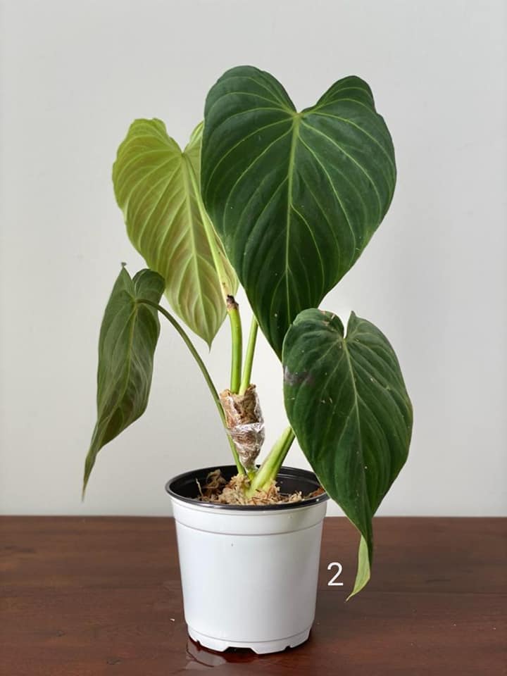 Philodendron Splendid 'Medium'