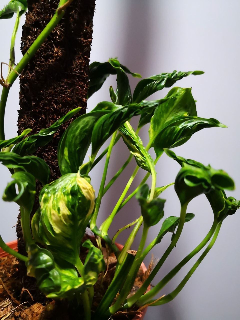 Epipremnum Shangri La 'Sleeping Pothos'