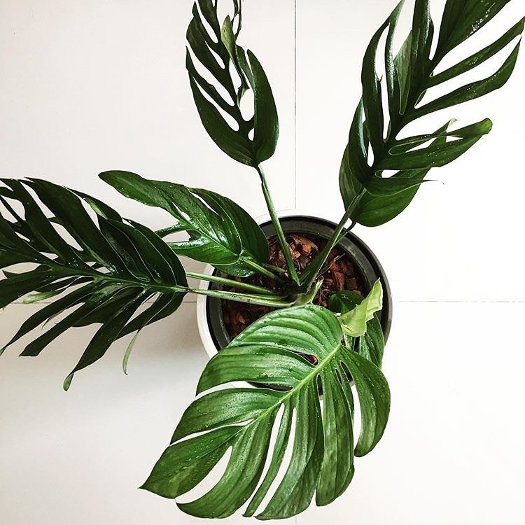 monstera pinnatipartita mature Monstera Pinnatipartita: Buy Plant Online In India – Growcerys
