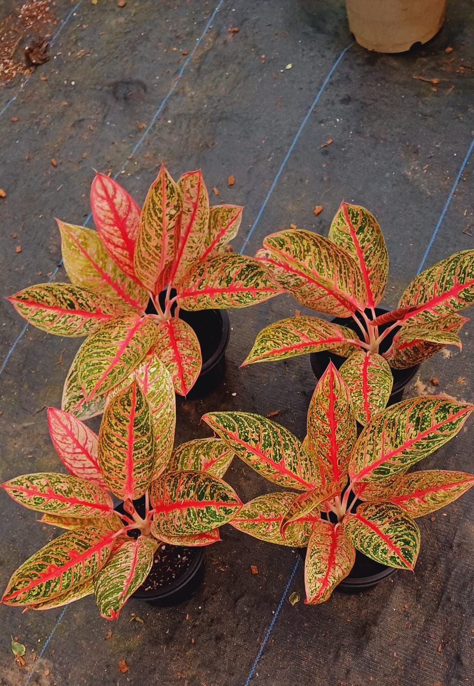 Aglaonema Diana