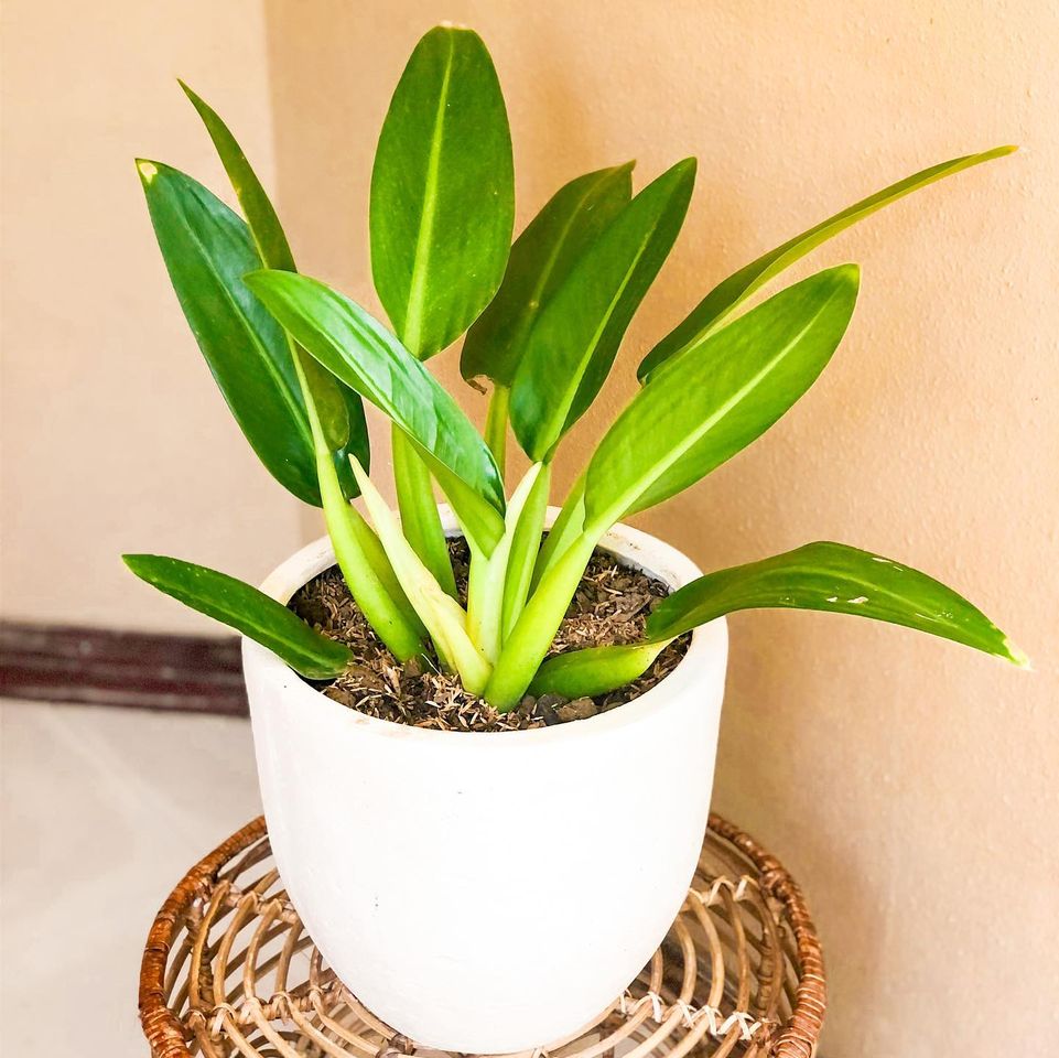martianum philodendron Philodendron Martianum 'Fat Boy': Buy Plant Online In India – Growcerys