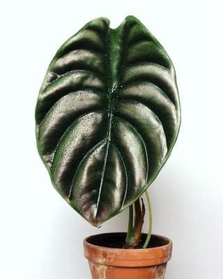 Alocasia Cuprea Big 'Tuber'