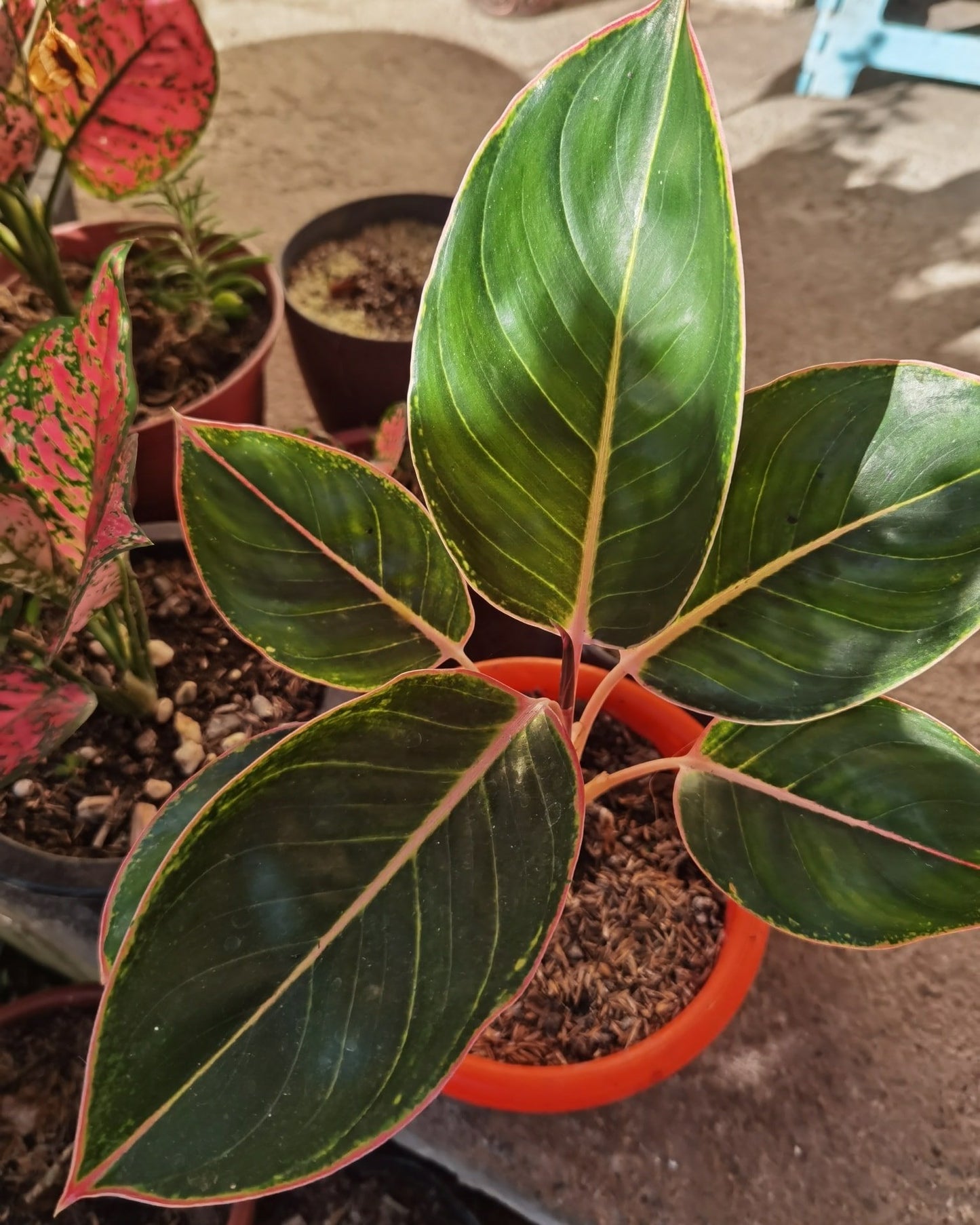 Aglaonema Pink Lipstick