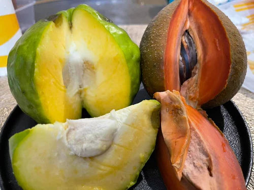 Red Faisan Exotic Fruit Plants (Pouteria Viridis)