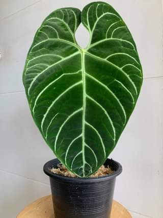 Anthurium Regale 'Matured'