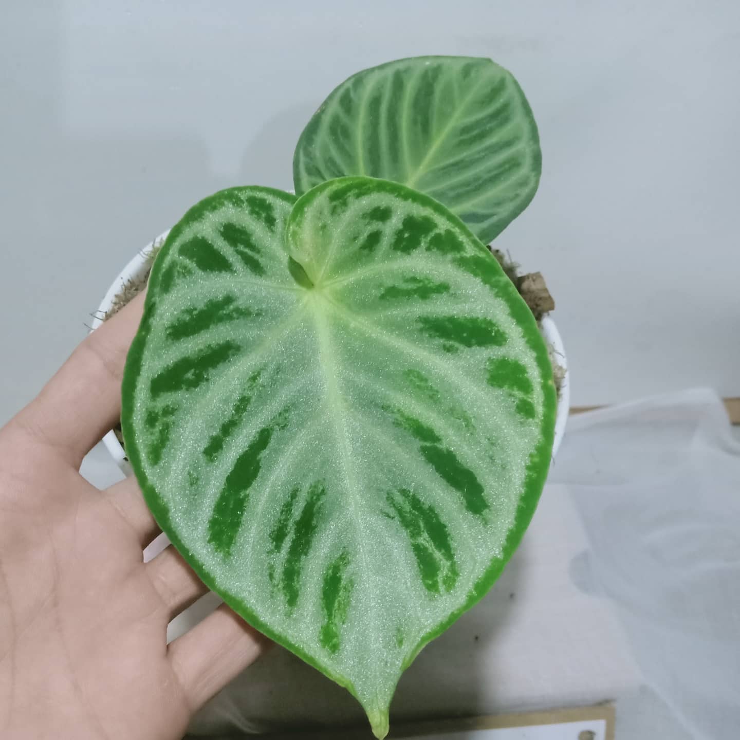 Anthurium Dorayaki Silver Chrome