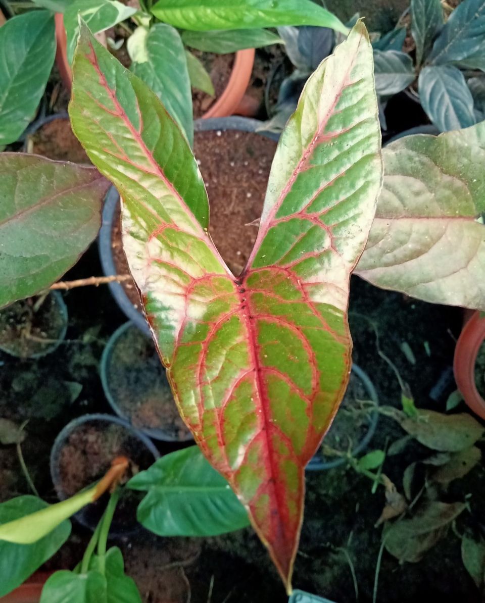 Cyrtosperma Johnstonii