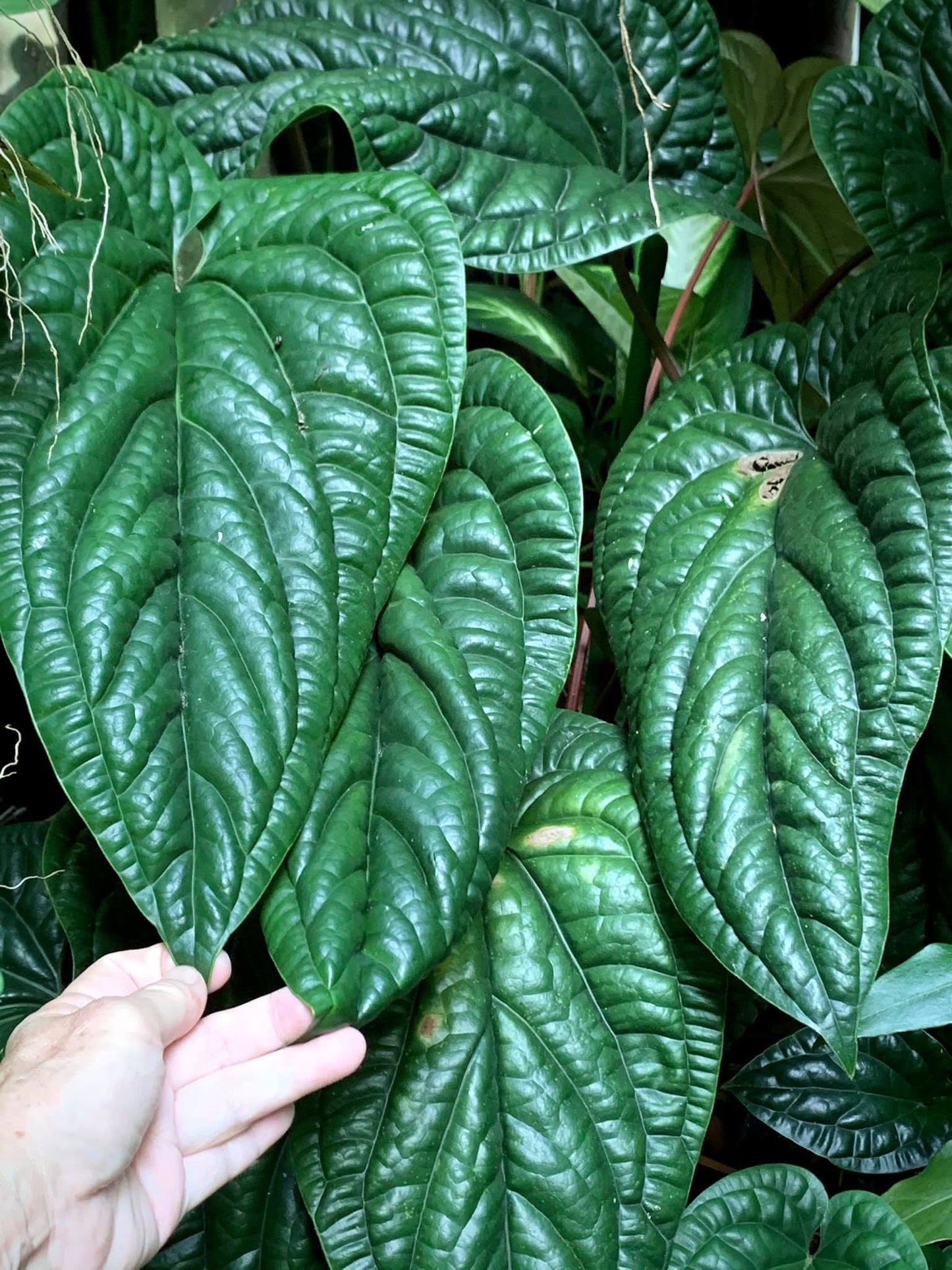 Anthurium Radicans x Luxurian