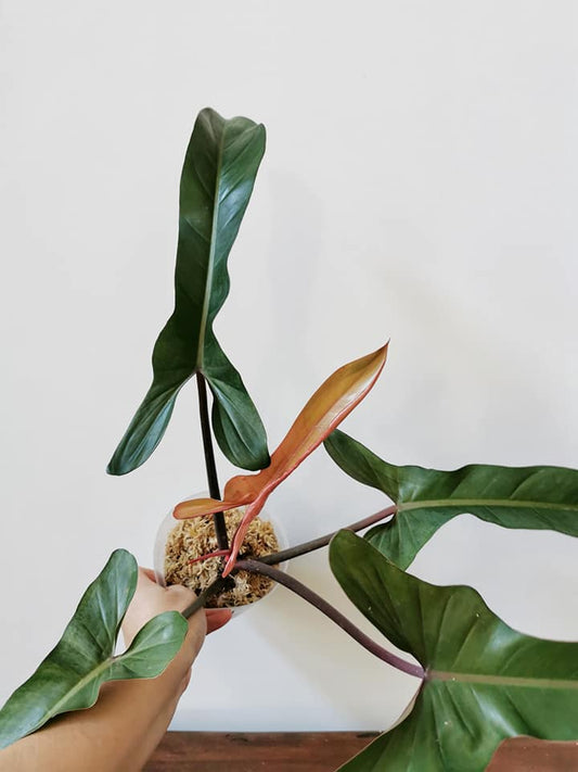 Philodendron Florida Bronze
