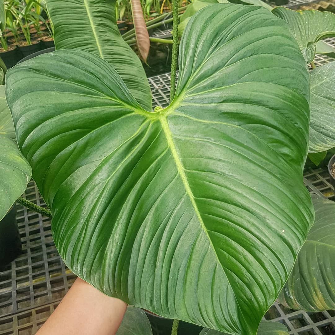 Philodendron Nangaritense