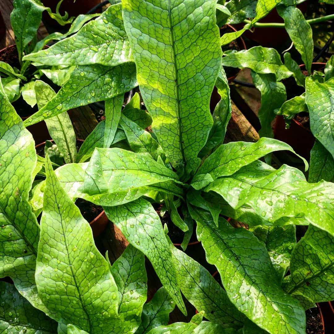 Crocodile Fern
