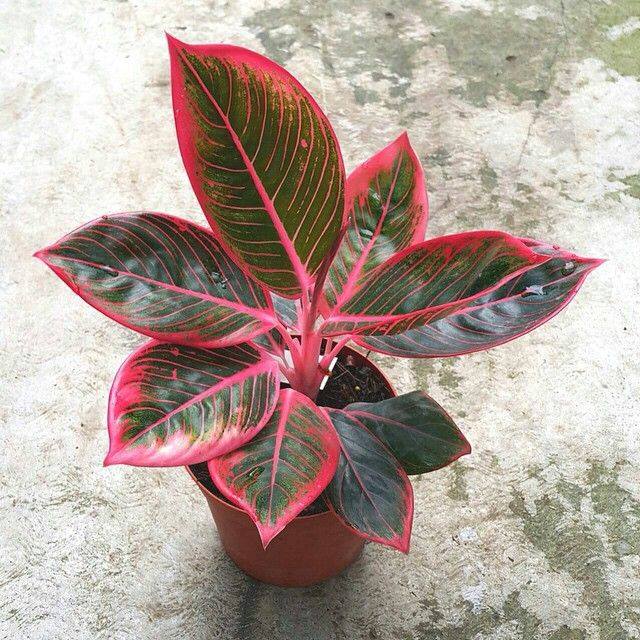 Aglaonema Khanza