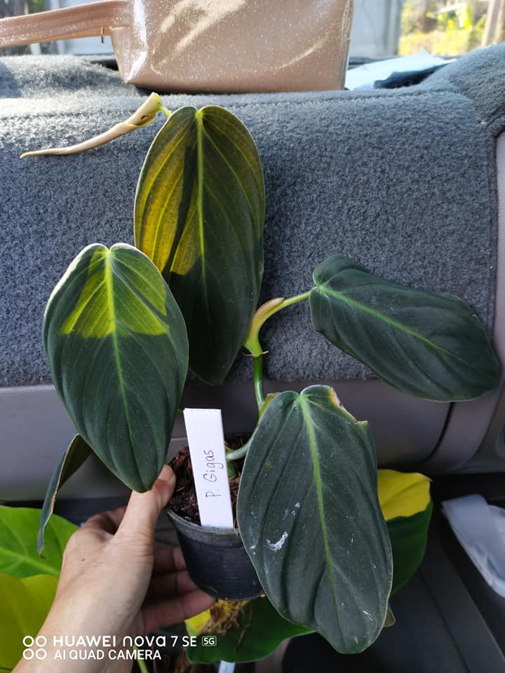 Philodendron Gigas