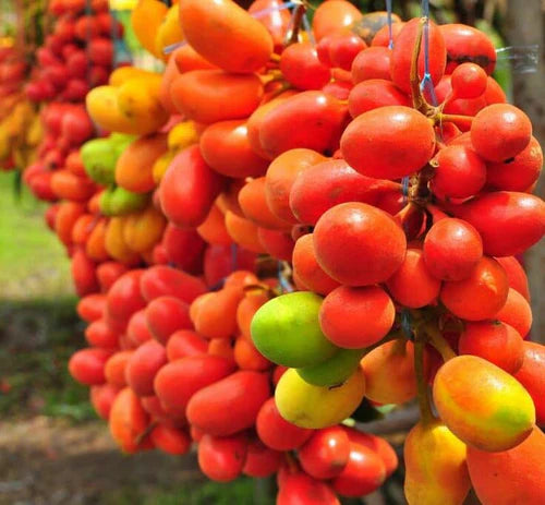 Dunal Exotic Fruit Plant (Uvaria Rufa)