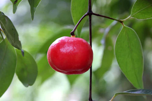 Lanceleaf Garcinia Exotic Fruit Plants (Garcinia gracilis)