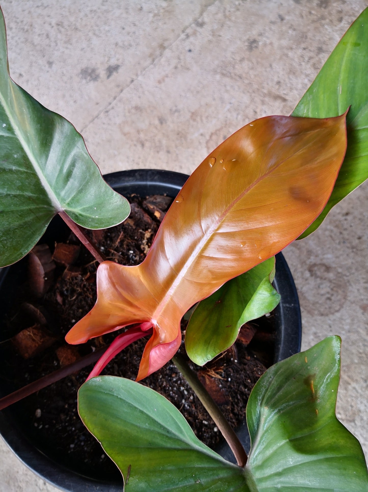 Philodendron Florida Bronze