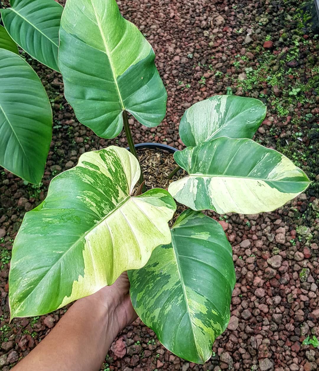 Philodendron Jungle Fever Variegated