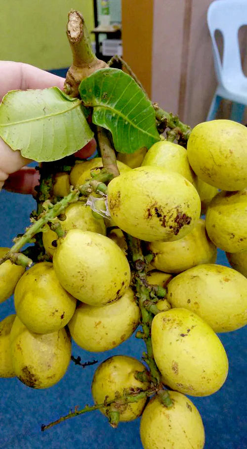 Purple Matoa Exotic Fruit Plants (Pometia Pinnata)