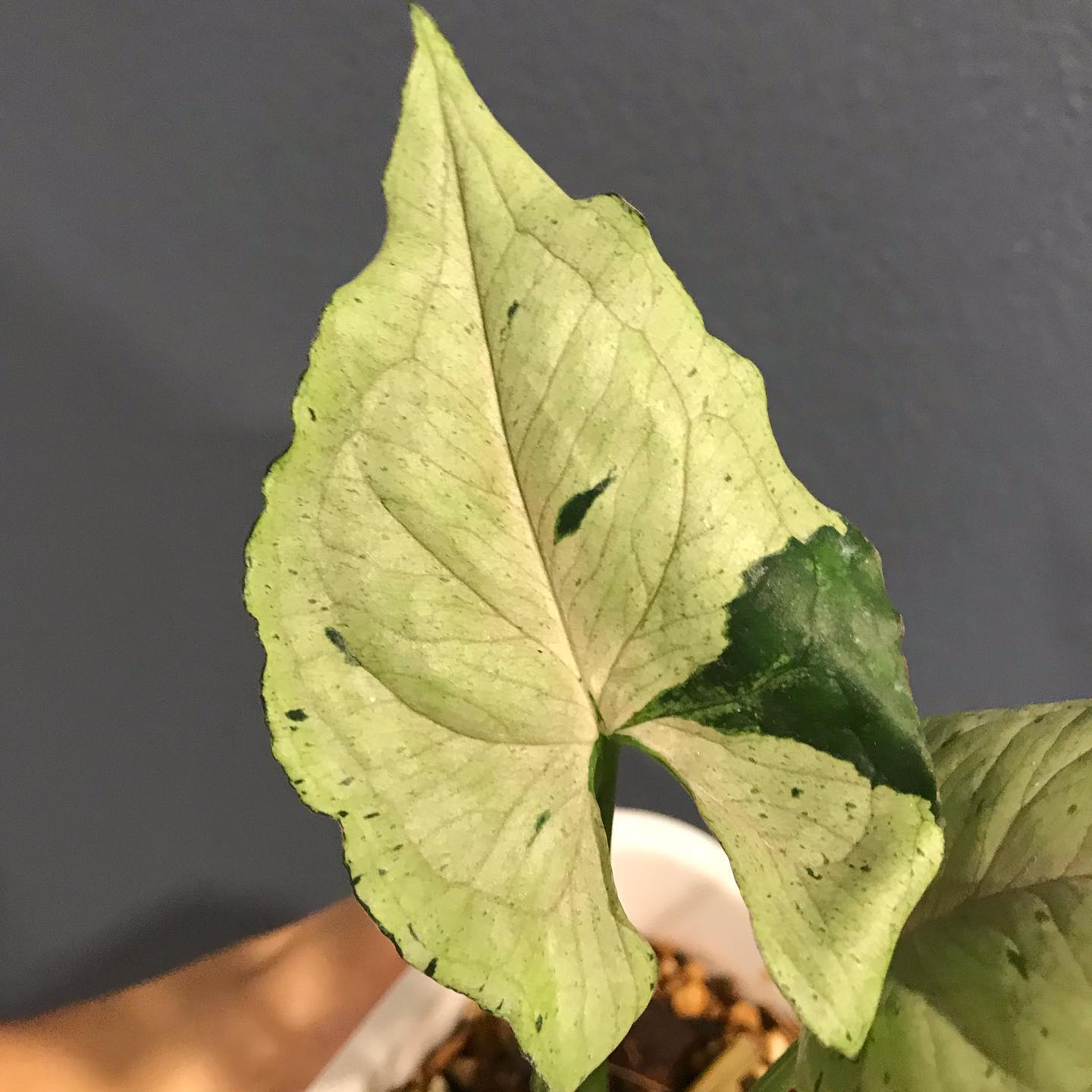 Syngonium Podophyllum Green Splash