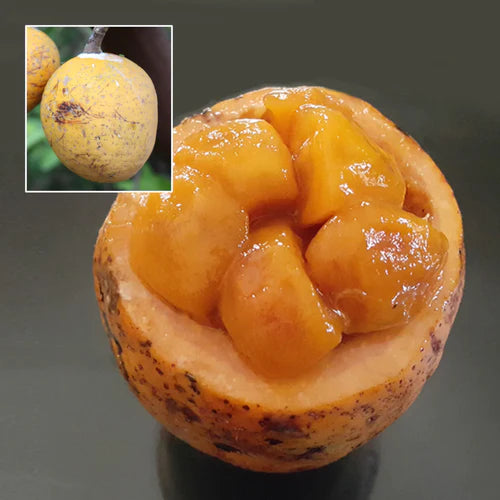 Madd Exotic Fruit Plants (Saba Senegalensis)