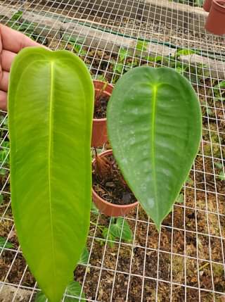 Anthurium Peltigerum