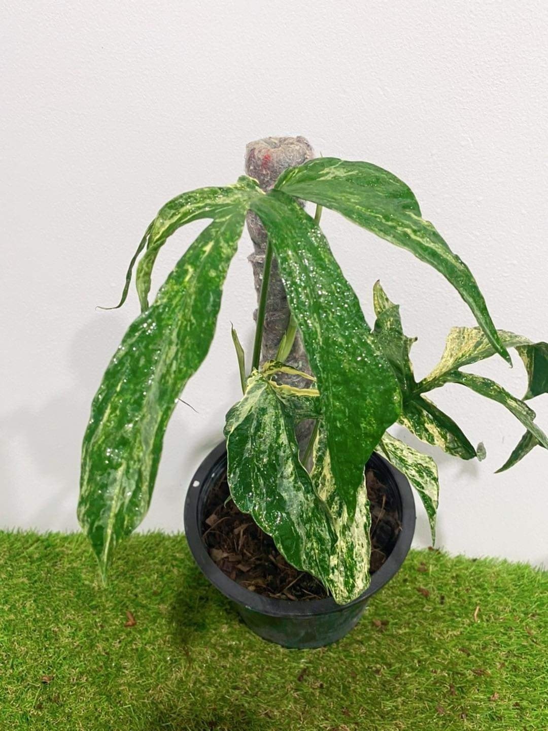 Amydrium Medium Aurea Variegated